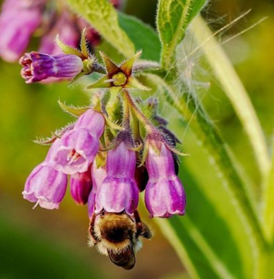 {